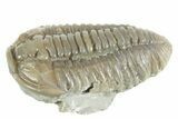 Prone Flexicalymene Trilobite - Mt Orab, Ohio #380330-2